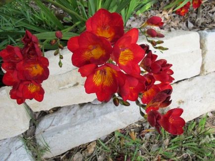 Freesia în plantarea solului, îngrijirea, cultivarea, protecția împotriva bolilor și dăunătorilor, fotografie, video