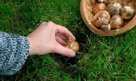 Freesia în plantarea solului, îngrijirea, cultivarea, protecția împotriva bolilor și dăunătorilor, fotografie, video