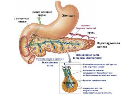 панкреаса храносмилателната, ендокринната, екзокринна, хуморален, секреторна,