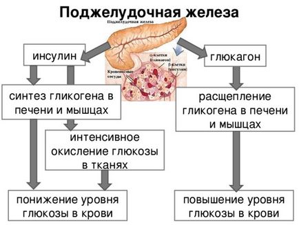 Функції підшлункової залози травна, ендокринна, екзокринна, гуморальна, секреторна,