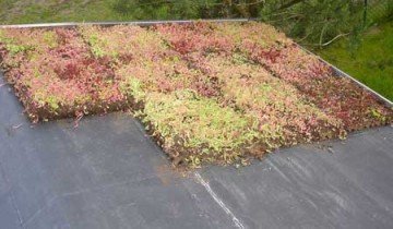 Газон на даху дозволить створити «живе» покриття вашого будинку