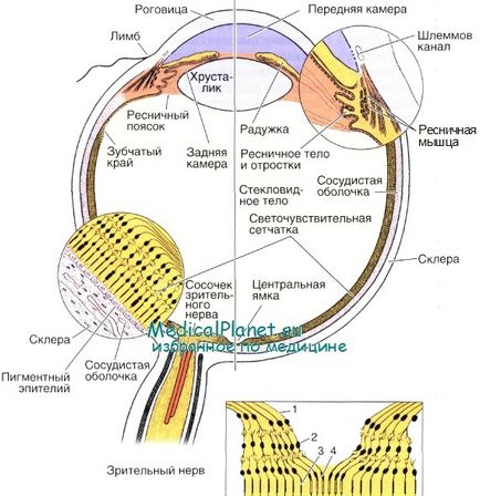 Histologia cochiliei exterioare a ochiului