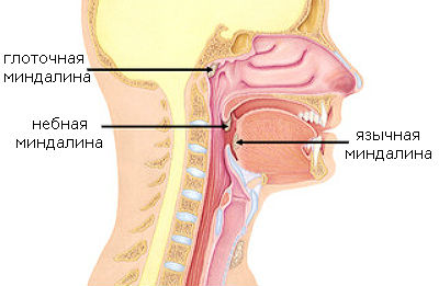 Глоточная (носоглоточная) мигдалина розташування і особливості