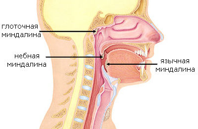 Aranjament și caracteristici ale amigdalei nazofaringiene