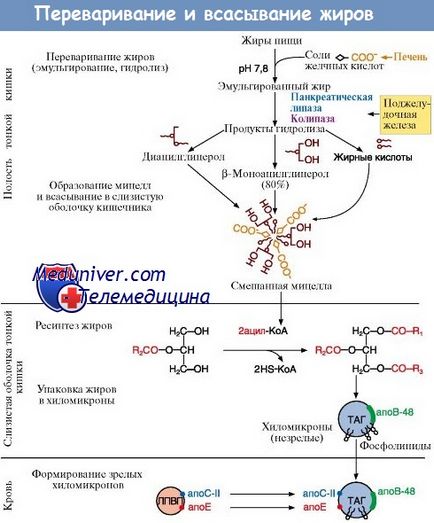 Reglarea hormonală a metabolismului grăsimilor