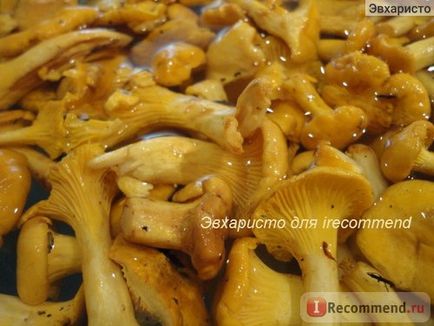 Chanterelles ciuperci - 