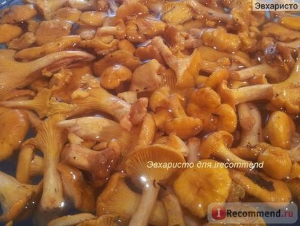 Chanterelles ciuperci - 