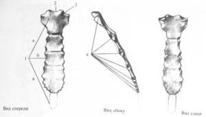 Thorax, cum să înveți să desenezi