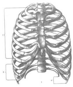 Грудна клітка, як навчитися малювати