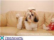 Îngrijind Shih Tzu