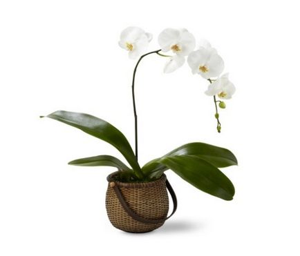 Solul și vasele pentru orhidee