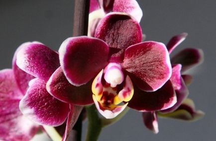 Solul și vasele pentru orhidee