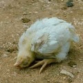 Fertőző bursitis csirkék (Gumboro betegség), omedvet