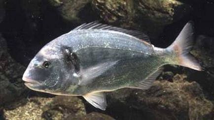 Цікаві факти про дорадо - інші риби