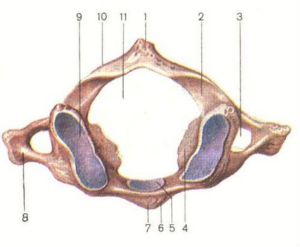 Ce este coloana cervicală a unei persoane (structura anatomică)