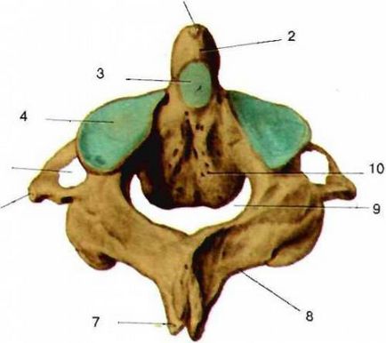 Ce este coloana cervicală a unei persoane (structura anatomică)