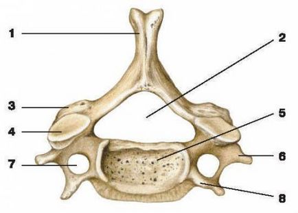 Ce este coloana cervicală a unei persoane (structura anatomică)