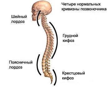 Curburile coloanei vertebrale, formarea curbelor fiziologice