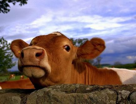 Yorkshire - carne și rasă de lapte - genetică taur