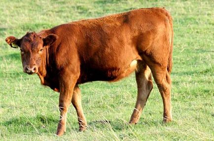 Yorkshire hús és tejtermék fajta - taurus genetika