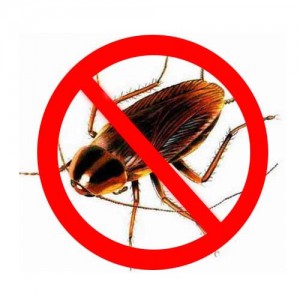 Cum să se ocupe cu gândacii într-o cămin, distrugerea insectelor în apartament