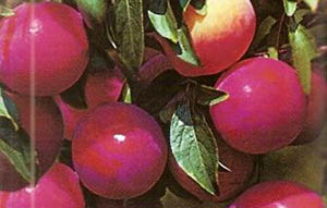 Ce hibrizi de prune sunt cele mai populare - descriere și caracteristici