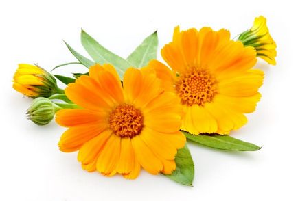 Ce ierburi ajuta cu daisy african, calendula, sunătoare