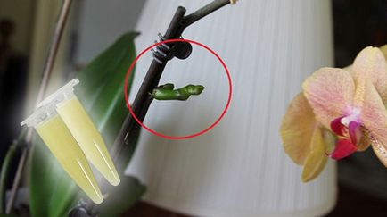 Як використовувати цитокініновою пасту для орхідей