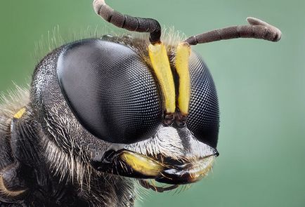 Cum să scapi de viespi cu o amenințare minimă pentru tine