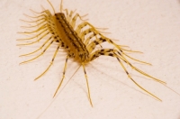Cum să scapi de centipede în casă