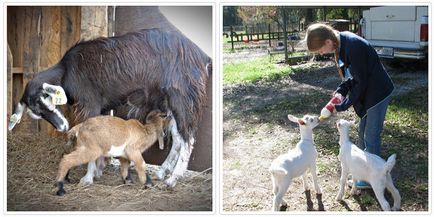Як годувати новонароджених козенят