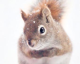 Cum să pregătești veverița pentru iarnă pe care o face pentru asta