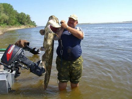 Як ловити сома троллінгом на воблери