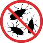 Cum pot să scap de țânțarii din apartament?