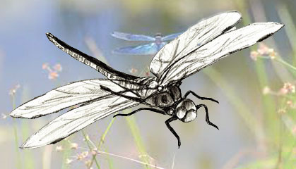 Cum de a desena dragonfly - imagine 75821-8