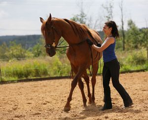 Як навчити коня робити пірует