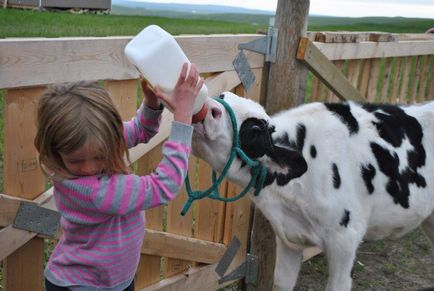 Як потрібно годувати корову