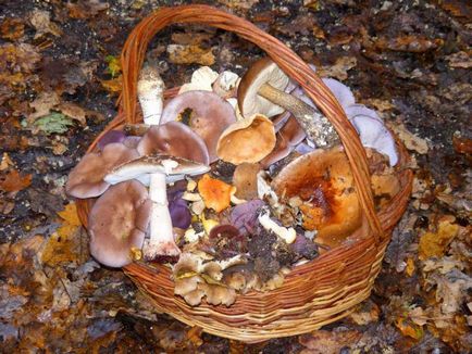 Cum să tratăm ciupercile cum să procesăm corect ciupercile proaspete - viața mea
