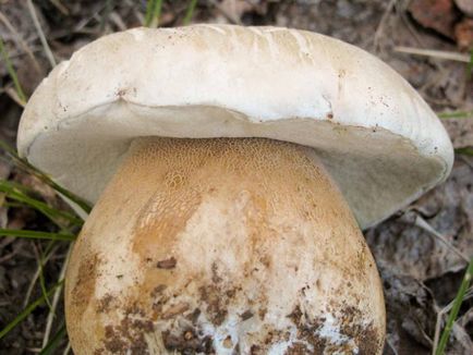 Як обробляти гриби як правильно обробити свіжі гриби - my life