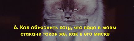 Як пояснити коту, що я його люблю