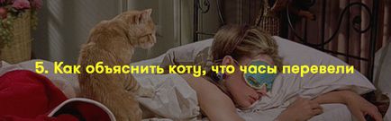 Як пояснити коту, що я його люблю