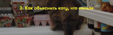 Як пояснити коту, що я його люблю