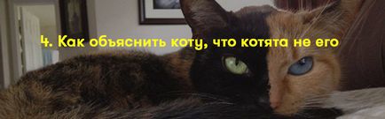 Як пояснити коту, що я його люблю