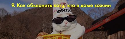 Як пояснити коту, що я його люблю