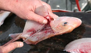 Hogyan tisztítsa meg a halat a csontok