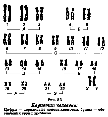 Care este semnificația cromozomilor? De ce este numărul lor în celulă în mod constant de 5 clase