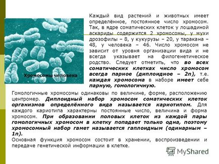 Яке значення мають хромосоми чому їх число в клітці постійно 5 клас