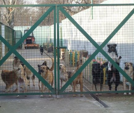 Як відкрити притулок для бездомних тварин, зроби все сам