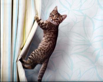 Як відучити кішку лазити по шторам