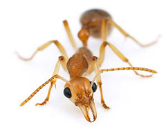 Cum să învingă furnicile domestice